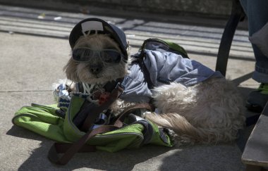 Köpek şapkası oturur Bronx Yankee Stadium yakınındaki