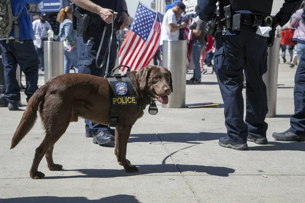 Nypdcounter-terrorism presidiet k-9 hund under öppningsdagen Yankee S — Stockfoto