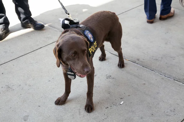 NYPDL'ufficio antiterrorismo K-9 parla di cani durante la giornata di apertura Yan — Foto Stock