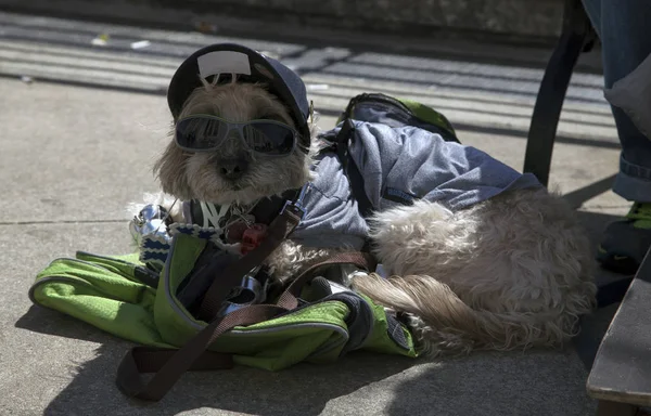 Собака сидит в кепке возле стадиона Янки в Бронксе — стоковое фото