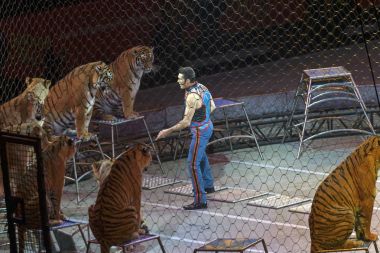 Alexander Lacey performs with animals during Ringling Bros show  clipart
