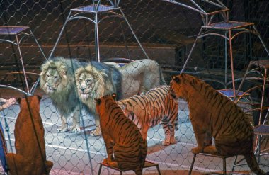 Kaplanlar Ringling Bros sırasında Brooklyn Ny göstermek