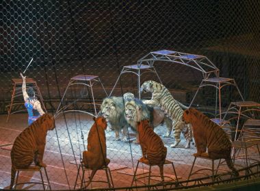 Alexander Lacey hayvanlarla Ringling Bros gösterisi sırasında yapar. 
