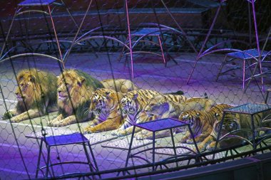 Kaplanlar Ringling Bros sırasında Brooklyn Ny göstermek