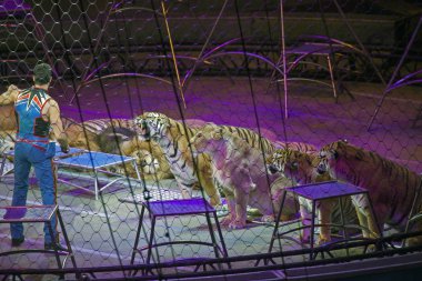 Alexander Lacey hayvanlarla Ringling Bros gösterisi sırasında yapar. 