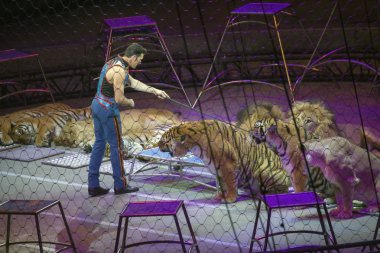 Alexander Lacey hayvanlarla Ringling Bros gösterisi sırasında yapar. 