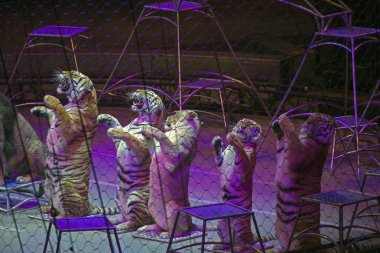 Aslanlar ve kaplanlar Brooklyn N Ringling Bros show sırasında gerçekleştirmek