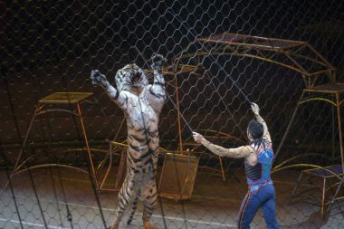 Ringling Bros-show sırasında kaplan ile Alexander Lacey gerçekleştirir