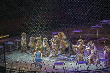 Alexander Lacey hayvanlarla Ringling Bros gösterisi sırasında yapar. 