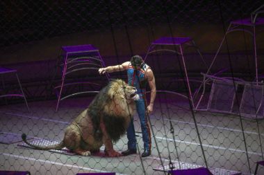 Ringling Bros-show sırasında aslan ile Alexander Lacey gerçekleştirir 