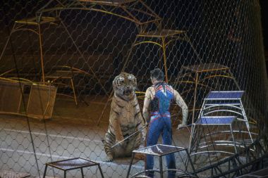 Ringling Bros-show sırasında kaplan ile Alexander Lacey gerçekleştirir