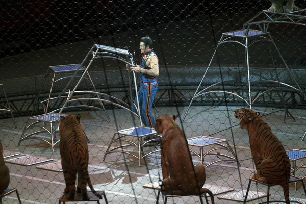 アレクサンドル ・ レイシーはリングリング ・ ブラザーズのショーの間に動物と実行します。 — ストック写真