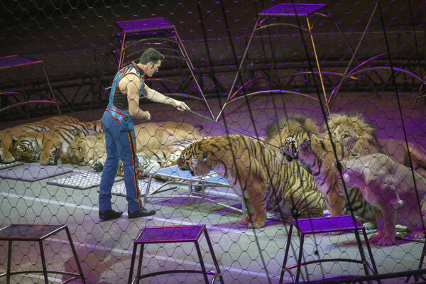 Alexander Lacey performs with animals during Ringling Bros show 