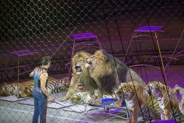 Alexander Lacey joue avec des animaux pendant le spectacle de Ringling Bros — Photo