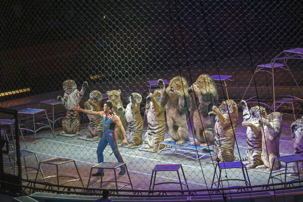 Александр Лейси выступает с животными во время шоу Ringling Bros
 