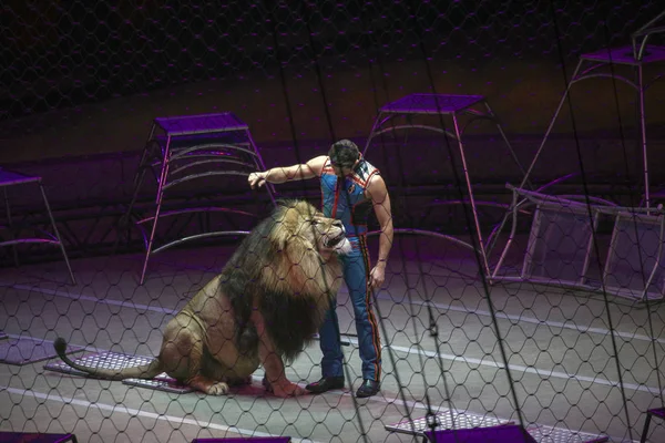 Ringling Bros-show sırasında aslan ile Alexander Lacey gerçekleştirir 