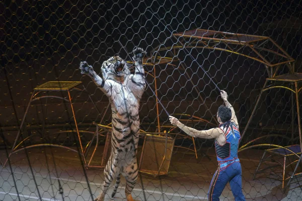 Alexander Lacey provádí s tiger během Ringling Bros show v Stock Snímky