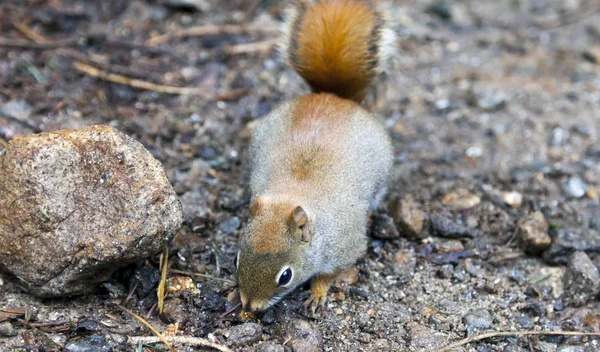 North American red squirrel — Stock Photo, Image