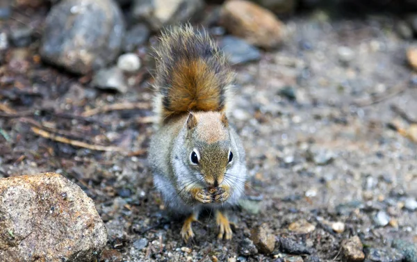 Nordamerikanisches Rothörnchen — Stockfoto