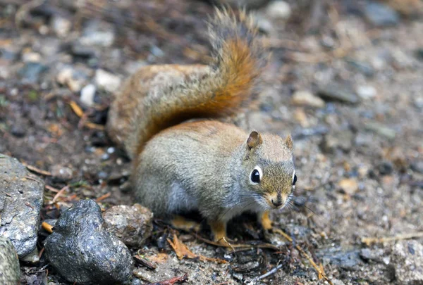 North American red squirrel — Stock Photo, Image