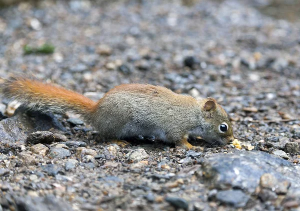 North American red squirrel — Stock Photo, Image