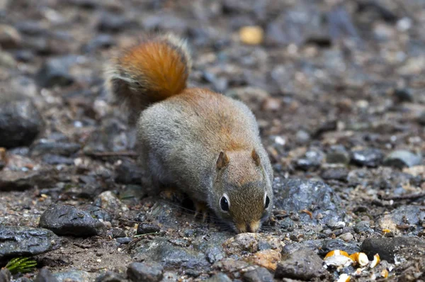 Észak-amerikai mókus — Stock Fotó