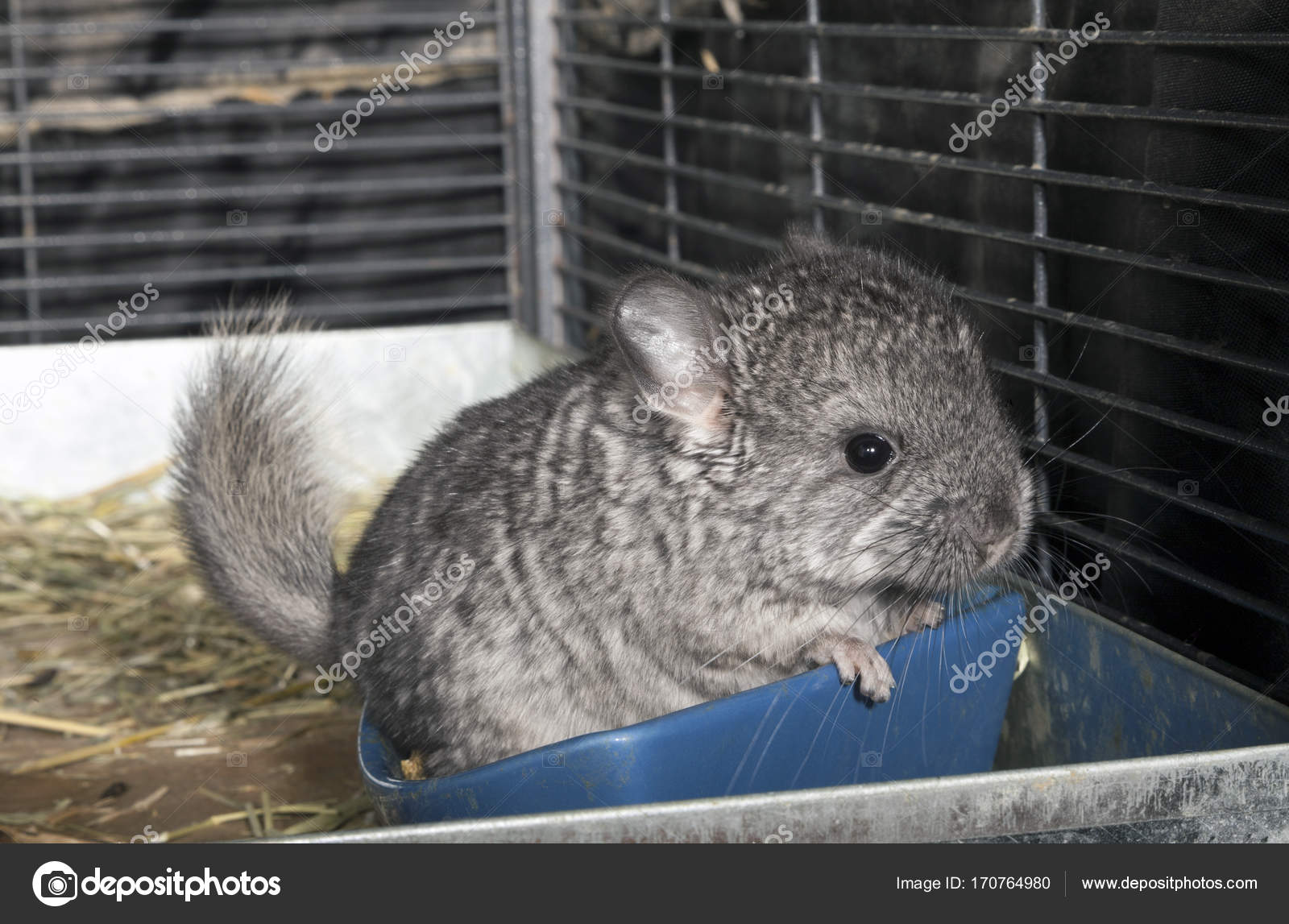 baby chinchilla cage