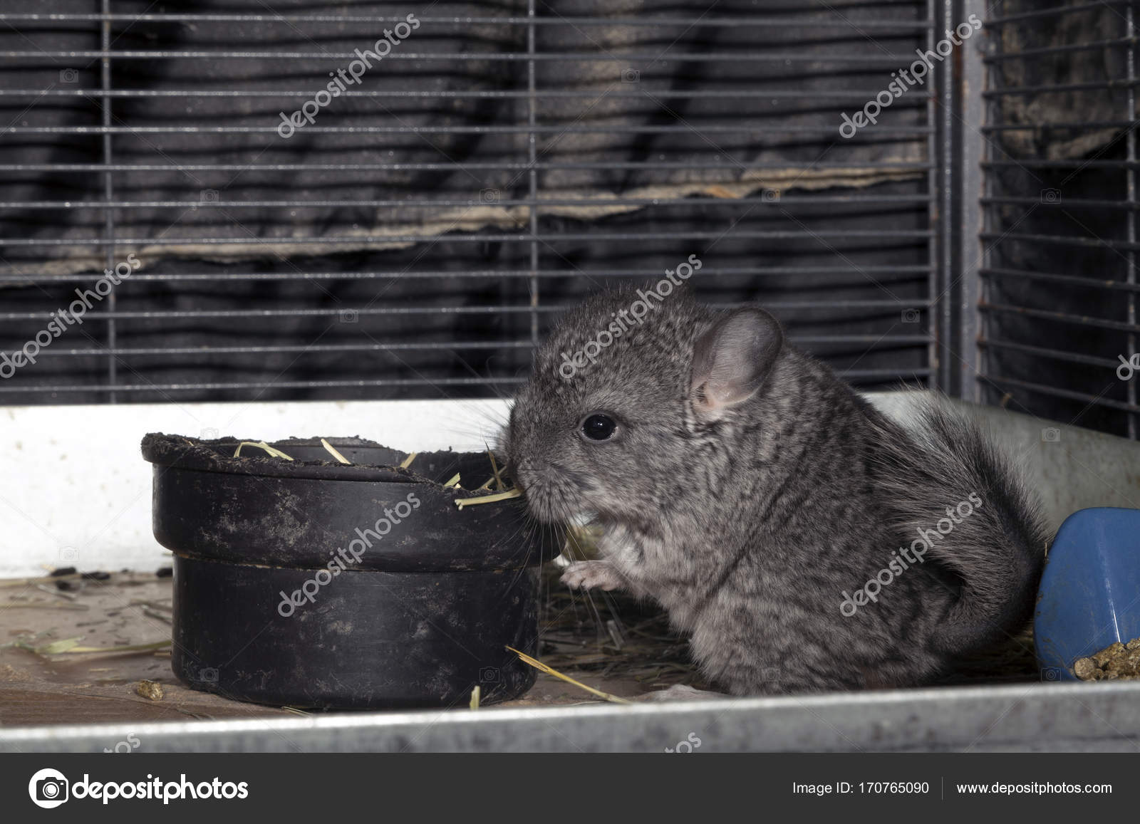 baby chinchilla cage