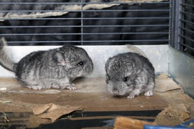 Bebek evde beslenen hayvan Chinchillas kafeste