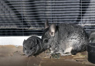 Anne ile bebek evde beslenen hayvan Chinchilla