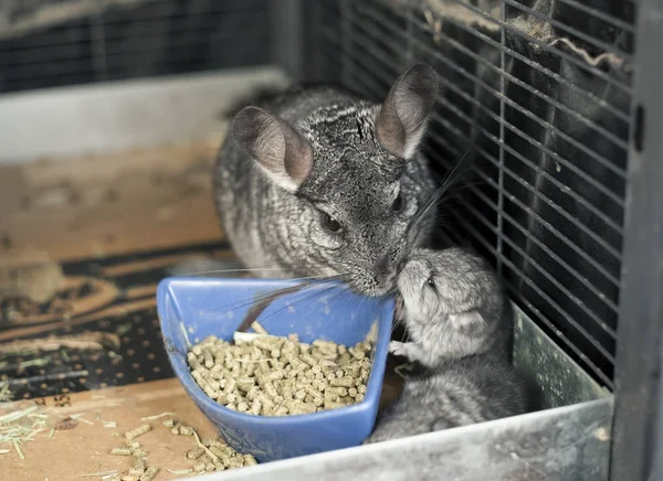 Madre mascota Chinchilla con su kit —  Fotos de Stock