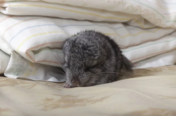 赤ちゃんの寝ているペットのチンチラ — ストック写真