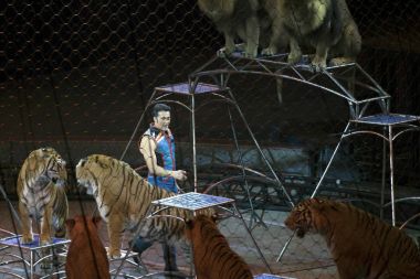 Alexander Lacey hayvanlarla Ringling Bros gösterisi sırasında yapar. 