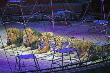 Kaplanlar Ringling Bros sırasında Brooklyn Ny göstermek