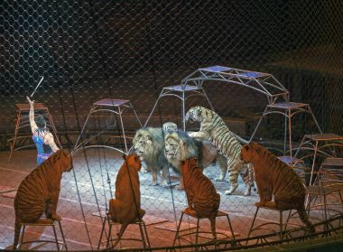 Alexander Lacey hayvanlarla Ringling Bros gösterisi sırasında yapar. 