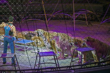 Alexander Lacey hayvanlarla Ringling Bros gösterisi sırasında yapar. 