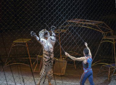 Ringling Bros-show sırasında kaplan ile Alexander Lacey gerçekleştirir
