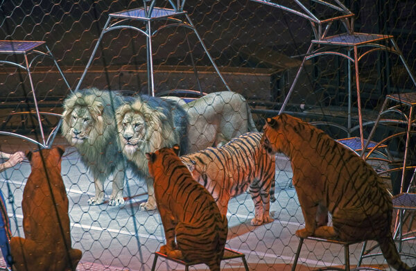 Tigers during Ringling Bros show in Brooklyn NY
