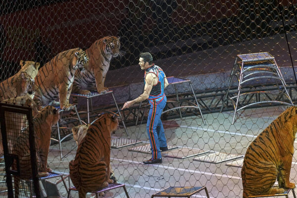 Alexander Lacey performs with animals during Ringling Bros show 
