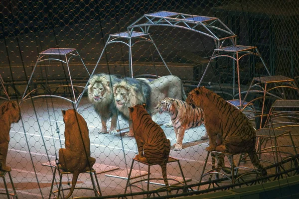 Tigers during Ringling Bros show in Brooklyn NY — Stock Photo, Image