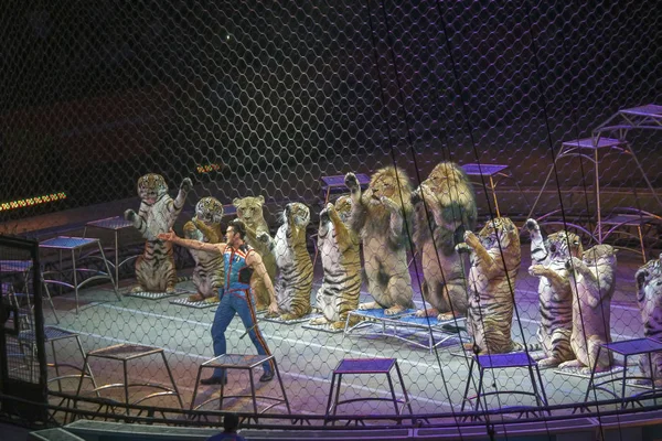 Alexander Lacey hayvanlarla Ringling Bros gösterisi sırasında yapar. 