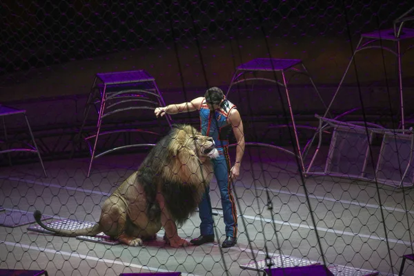 Ringling Bros-show sırasında aslan ile Alexander Lacey gerçekleştirir 