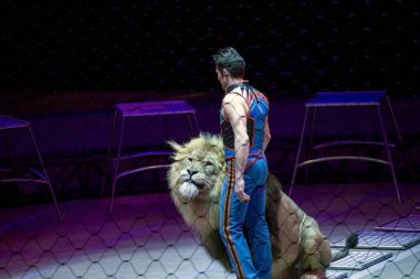 Alexander Lacey aslanla Ringling Bros gösterisi sırasında yapar.