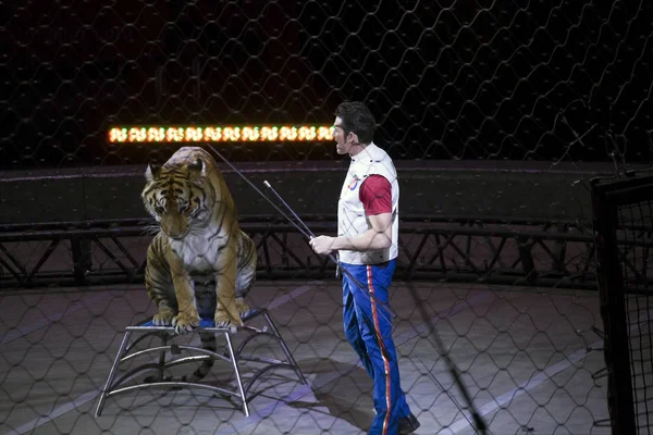 Αλέξανδρος Lacey λειτουργεί με τίγρη κατά τη διάρκεια επίδειξης Ringling ΑΦΟΙ — Φωτογραφία Αρχείου