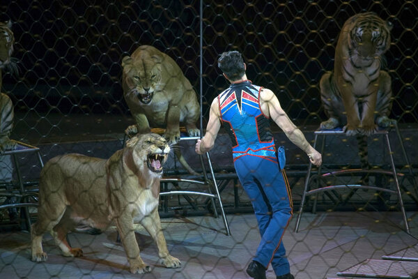 Александр Лейси выступает с тиграми во время шоу Ringling Bros
