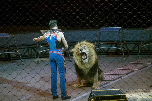 Alexander Lacey aslanla Ringling Bros gösterisi sırasında yapar. — Stok fotoğraf