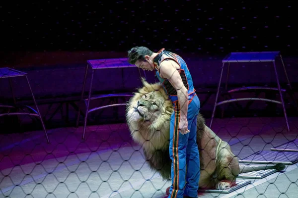 Alexander Lacey aslanla Ringling Bros gösterisi sırasında yapar. — Stok fotoğraf