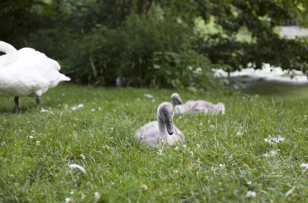 Paire Balançoires Rester Près Leur Parent Adulte Prospect Park Brooklyn — Photo