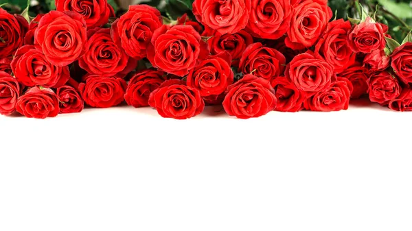 Határ a friss piros kerti Rózsa elszigetelt fehér background Jogdíjmentes Stock Fotók