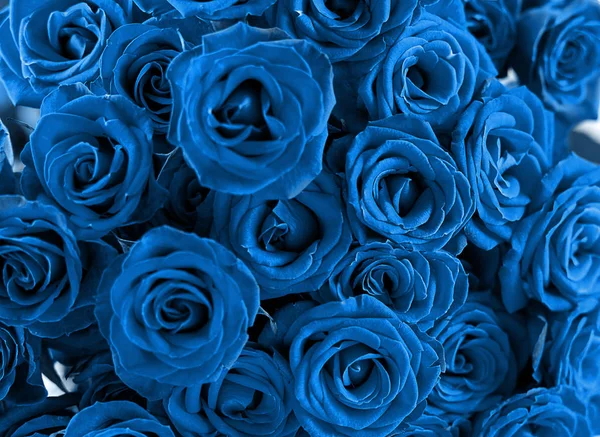 Clássico Azul Close-up vista de rosas naturais. Abstrato clássico azul pano de fundo, cor moderna 2020 conceito . — Fotografia de Stock